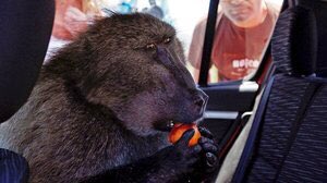 9. Fred the Baboon - 9/10- leader of a baboon gang- would unzip bags, steal food, raid homes / cars & assault tourists- chased by police for 3 years- shot by rubber pellets over 50 times & survived - eventually euthanised but when the ape war comes his death will be avenged