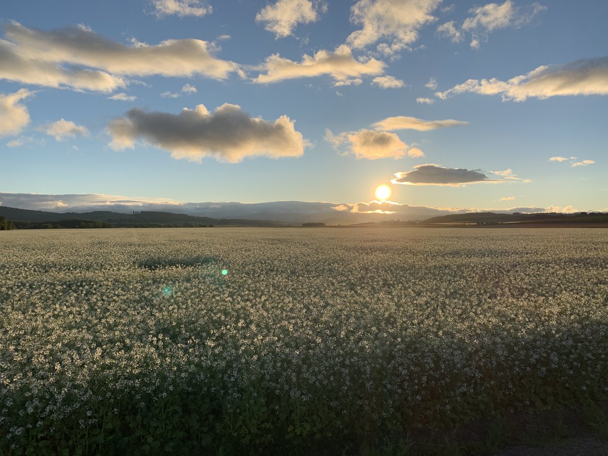 MerchantsTurf's tweet photo. Pictured is a Radish field taken in June. One important aspect to producing clean grass seed is implementing a crop rotation. Crop rotations bring many benefits, for example it returns nutrients to the soil and can break pest and disease cycles. #covercrop #agriculture #oregon https://t.co/3JDj8OAfsT