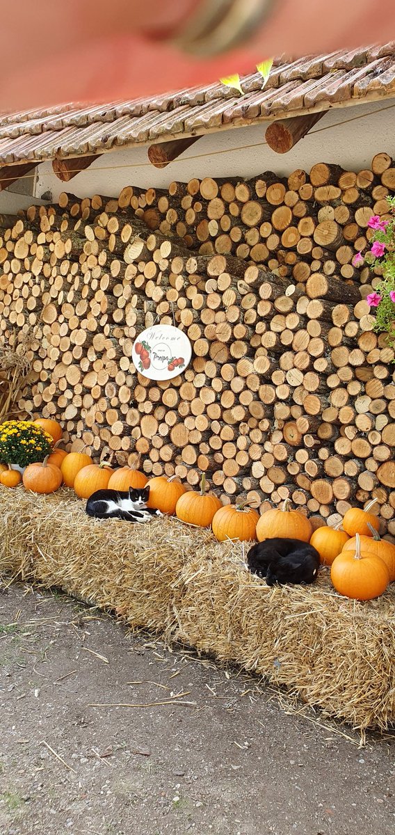 🎃 Полето со тикви е спремно 🎃

Може да не посетите секој ден од 11-16 часот за да се сликате и купите тикви и други домашни производи од нашата продавничка.
Исконтактирајте не пред да доаѓате за да ве пречекаме.

#РуралноЕМодерно 
#АгроТуризам 
#Halloween2020
#Prespa