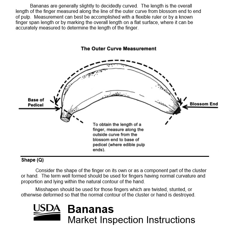 14. Banana curvature concerns are not just an EU thing or a packing thing. There are curvature guidelines in the US and this tends to determine if the bananas end up in retail.