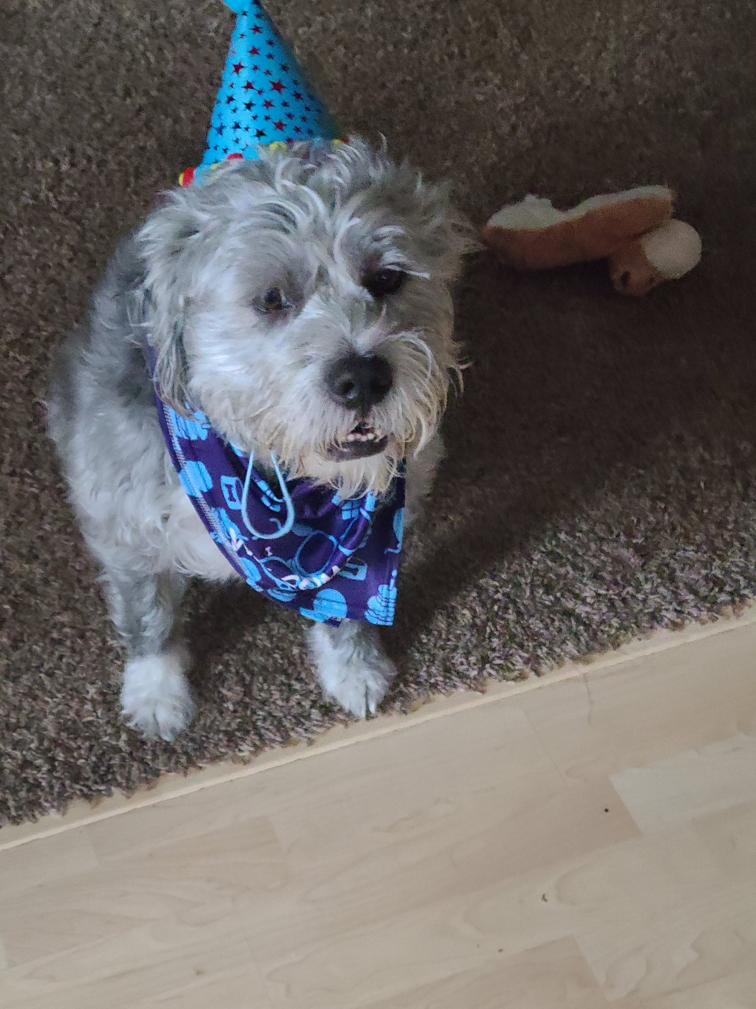 Happy 4th birthday to Shaggy! 