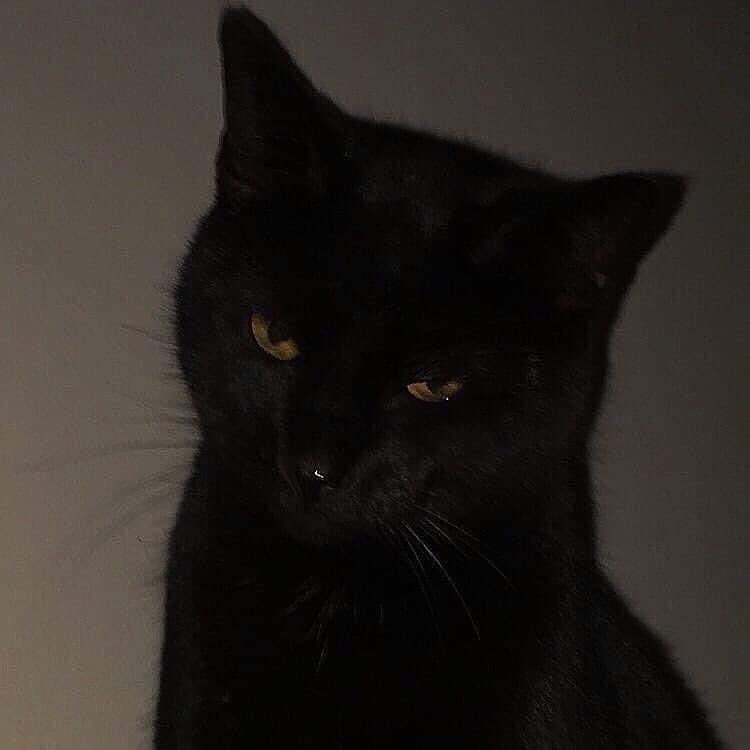 S H I N I G A M I (@acid666host) on Twitter photo 