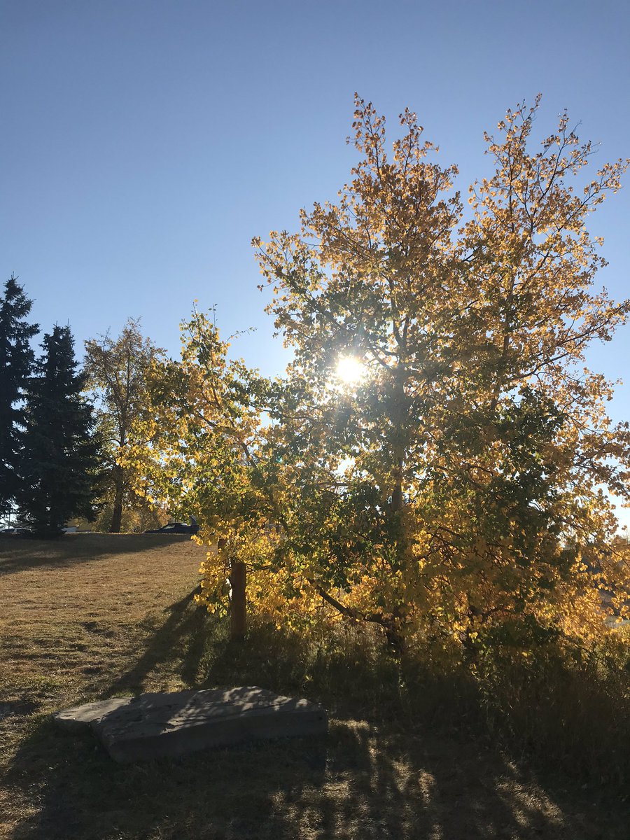 EdgemontMsR's tweet photo. More details and pictures from our beautiful exploration at the ravine are on our google classroom stream! #EdgemontStory @EdgemontCBE https://t.co/W9ZOuAG2Oa