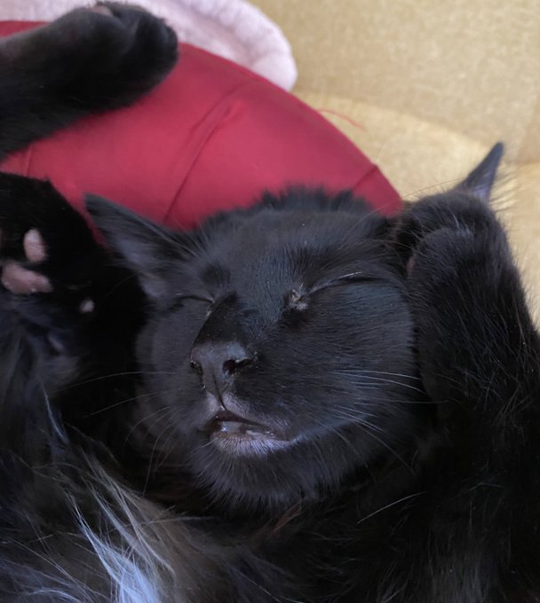 such a cute little sleeping demon 😩 https://t.co/OvHMXEp7iP<a href="/tag/mvsales"class="tags"><span>#mvsales</span></a>