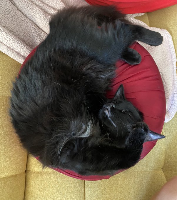 such a cute little sleeping demon 😩 https://t.co/OvHMXEp7iP<a href="/tag/mvsales"class="tags"><span>#mvsales</span></a>