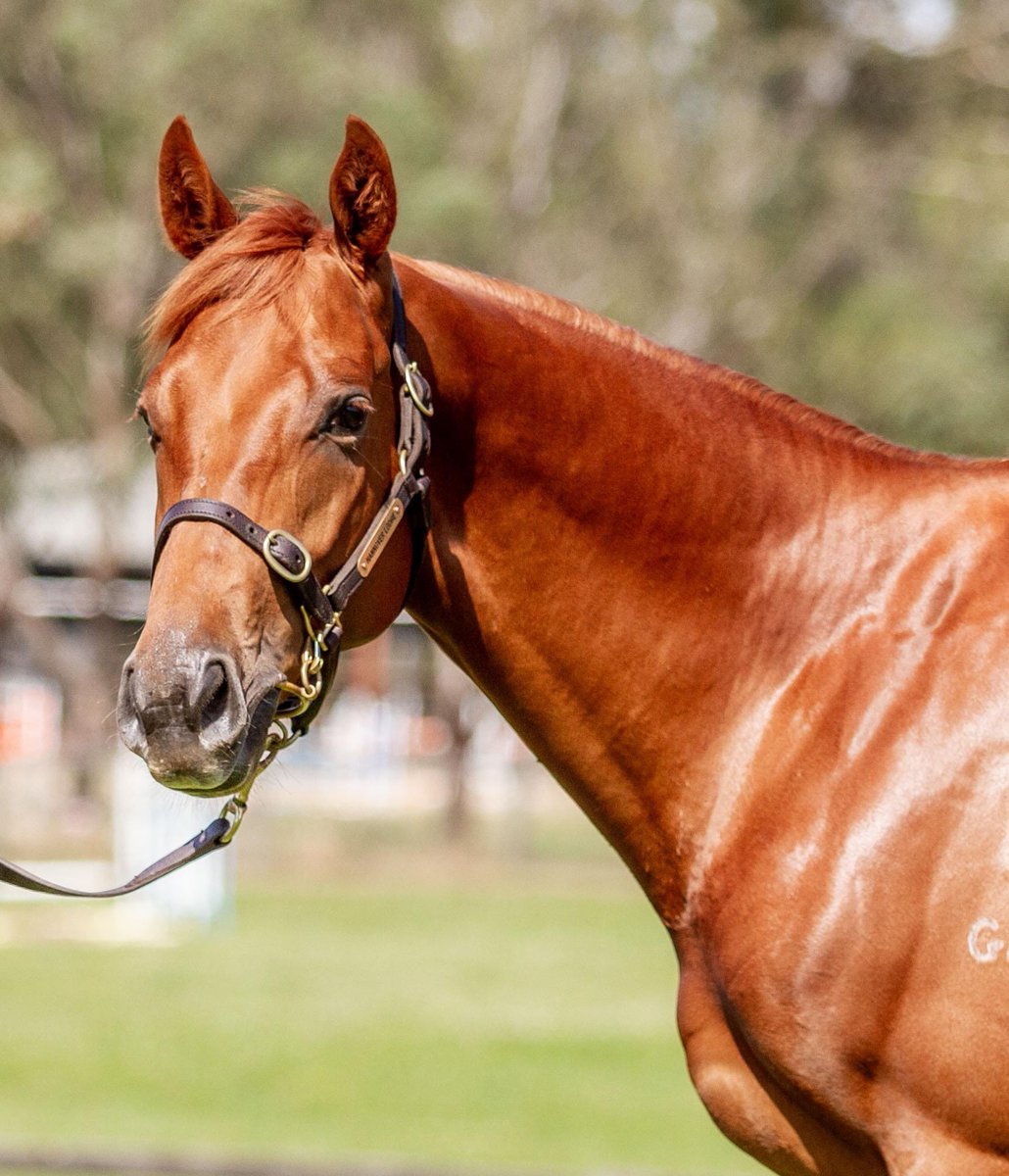 🏆 Lot 101– A Colt by Starcraft out of Wangaala (Toorak Toff) on offer at 2020 Ready2Race <a href="/inglis_sales/">Inglis</a> 

🏇 WELL MOVING, SMART, BIG STRIDING 🏇 

This 2018 Colt is showing great speed and fantastic temperament. He is a definite future Derby Contender. 

youtube.com/watch?v=Ox2CUp…
