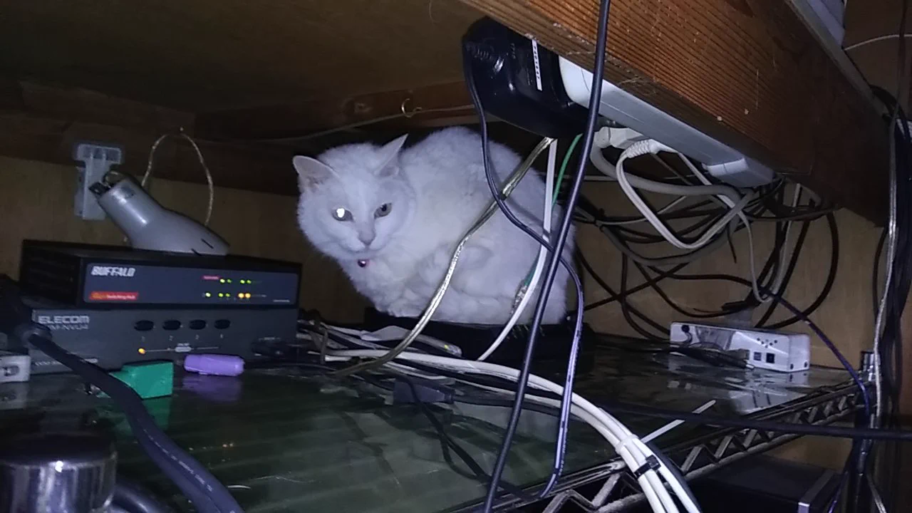 @kotamamatsu 猫飼いは卒業した身ですが、最後は2年ほど腎臓病で闘病しまして毎日自家点滴、2週に1回通院。
月に7-8万。
ネフガード飲ませた後の真っ黒いゲロをPC機器の上にぶちまけられた時は流石に挫けそうになったな。 