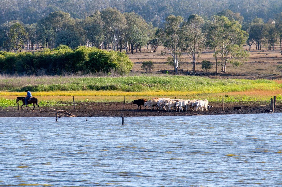 ⚠️ October edition of BIEDO Burst e-news out now! ⚠️ Catch up on the latest here ➡️ biedo.org.au/biedo-burst 📷 "Cattle at Gordonbrook Dam" by photographer Denise Keelan