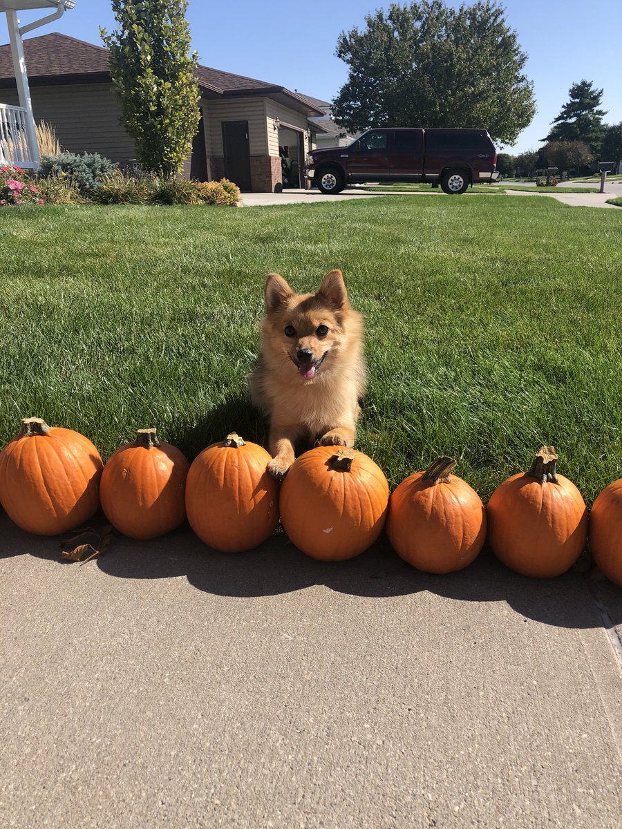 MerrickRandy's tweet image. Millie’s First Fall🎃