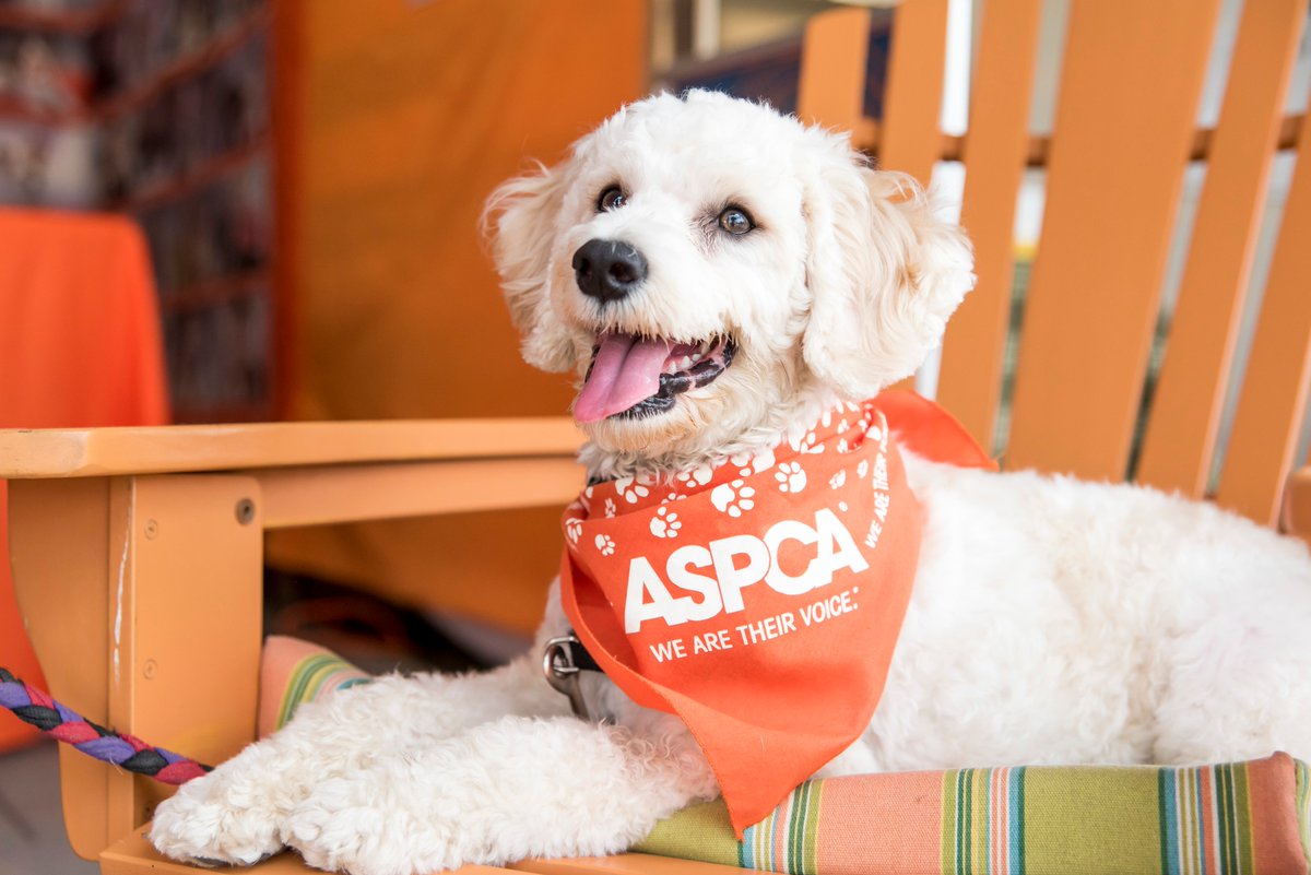 Great news for animals! #AmazonSmile has generated over $215 million in donations, helping charitable organizations like the ASPCA in our work to rescue and protect animals in need across the country. Learn more: bit.ly/3cQKu4z