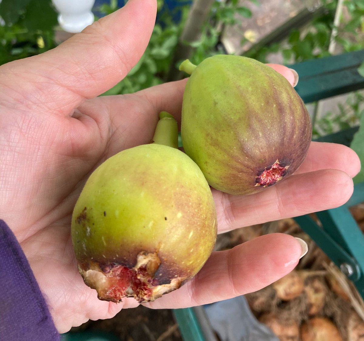 janet_t_55's tweet photo. @GardensHour
On #FigWatch for my October harvest...
#GardensHour https://t.co/T7kGFC0QTI