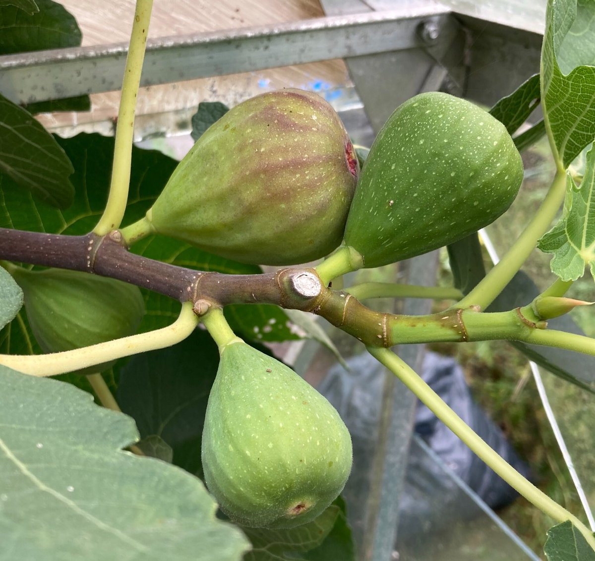 janet_t_55's tweet photo. @GardensHour
On #FigWatch for my October harvest...
#GardensHour https://t.co/T7kGFC0QTI