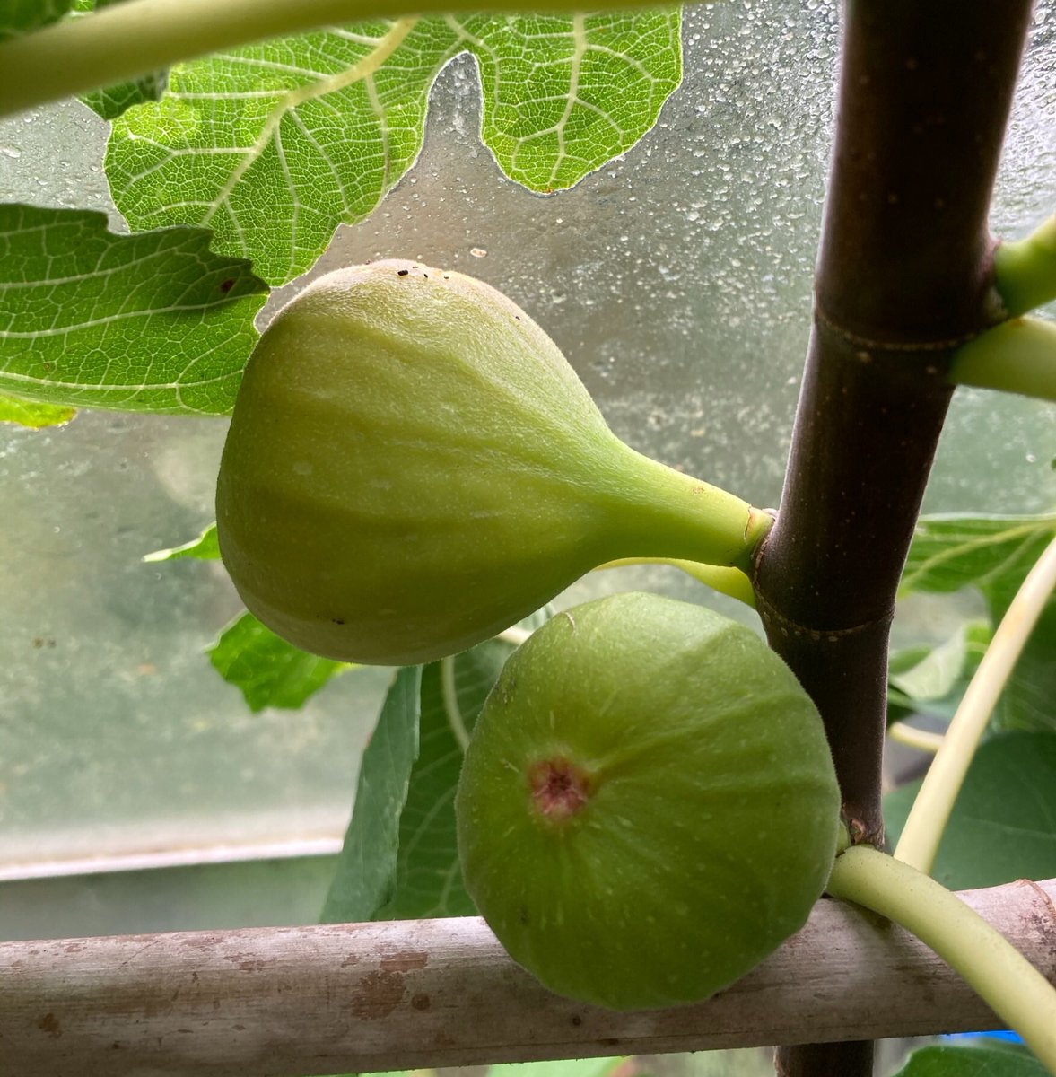 janet_t_55's tweet photo. @GardensHour
On #FigWatch for my October harvest...
#GardensHour https://t.co/T7kGFC0QTI