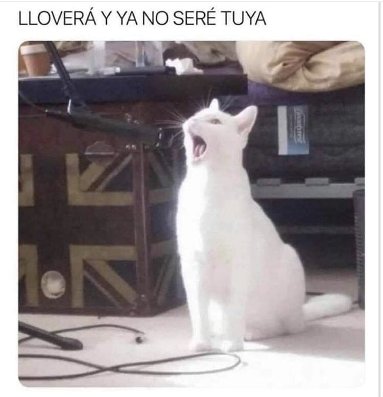 Maria_2mxxv_'s tweet photo. ...🎵🎶 Seré la gata🎼🎶bajo la lluvia🎵🎼🎶y maullare por ti🎵🎼🎶 https://t.co/ZORavIpfXZ