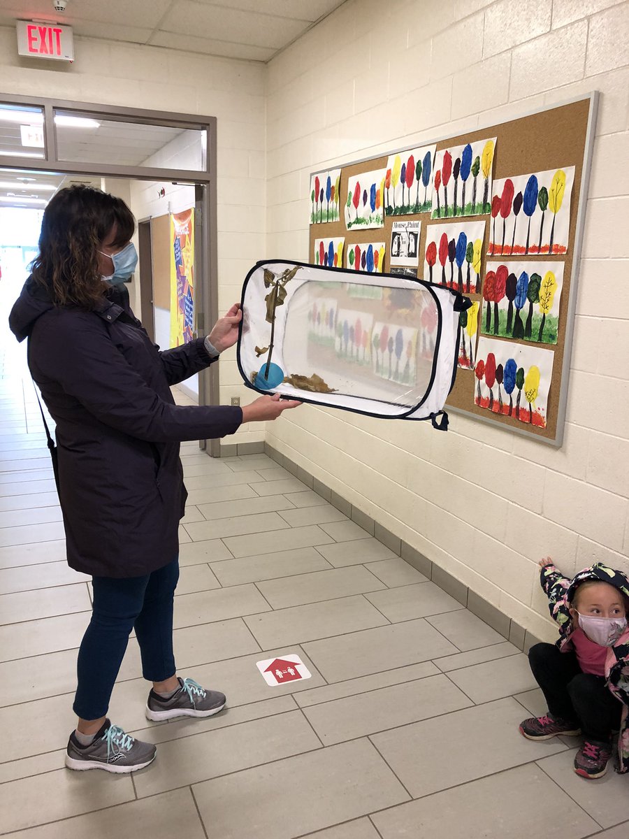 LittleFallsPS's tweet photo. It was an exciting day in Grade 1 today as Mrs H’s class got to watch changes in nature right before their eyes! It meant it was release day too! We can learn so much from our natural environment! @yourschools https://t.co/5WLuxV1Y5c