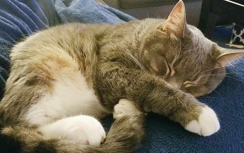 PoopyTheMeow's tweet photo. Not sick. Not dead. Just sick and dead tired of bullshit 😹 
Happy January 279th, 2020!

#PoopyTheMeow #CatsofTwitter #Meow #CatLife #pets #cats #MondayMood #mood #catstagram #cat #kitty #CatsOnTwitter #sleepykitty #kittycat #catnap #COVID19 #Monday #sleep #TwentyTwenty #bahumbug https://t.co/wr33sc4lt1