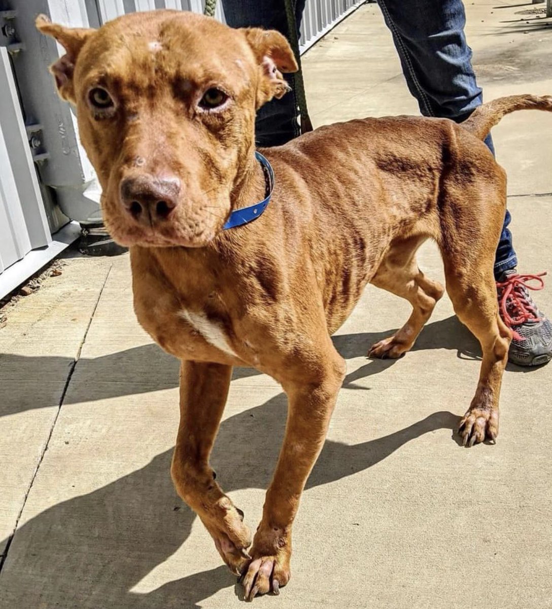 reddogsusie's tweet photo. #TN #MEMPHIS
๐๐EMACIATED Bozeman 18mo boy hw- What in heavens name has this poor boy been through! Painfully thin, his ears chewed up, scarred! Pls can we help this guy - he needs #rescue #foster #pledges or a v.kind loving home! Pls help๐๐ป๐ #MASA984
https://t.co/tmz4uIuRmG https://t.co/1AYXF6FsjD