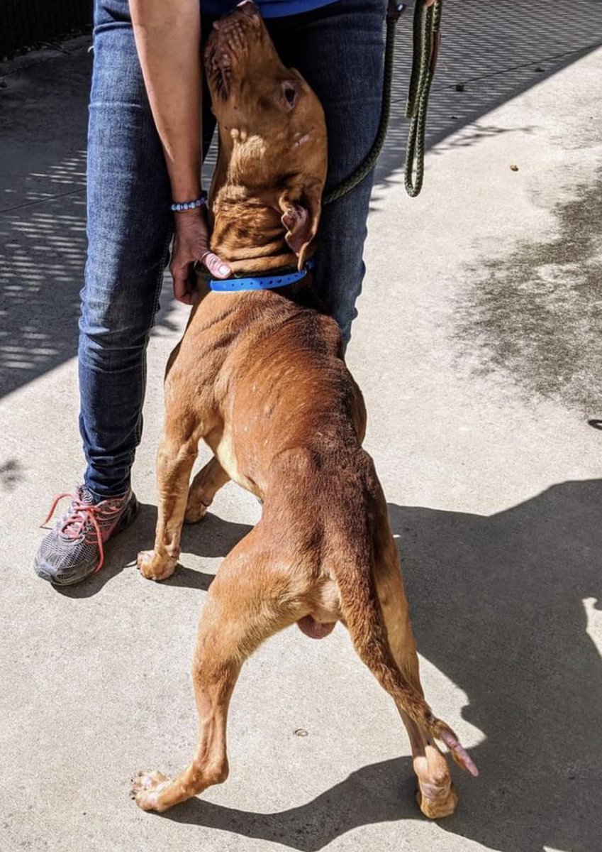 reddogsusie's tweet photo. #TN #MEMPHIS
๐๐EMACIATED Bozeman 18mo boy hw- What in heavens name has this poor boy been through! Painfully thin, his ears chewed up, scarred! Pls can we help this guy - he needs #rescue #foster #pledges or a v.kind loving home! Pls help๐๐ป๐ #MASA984
https://t.co/tmz4uIuRmG https://t.co/1AYXF6FsjD