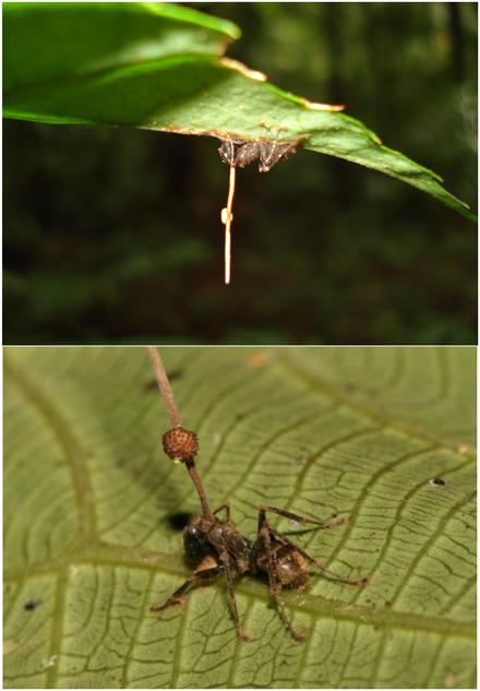 And who hasn't heard of Ophiocordyceps unilateralis the fungus that zombifies ants and causes them to climb onto leafs where they explode fungal spores on their fellow ants.