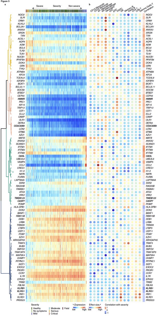 12/ We found 96 genes are significantly associated with the trajectory (left). We also found that genes with positive or negative correlation with severity are biased towards myeloid or lymphoid cells, respectively (right), using MetaSignature database ( https://metasignature.stanford.edu ).