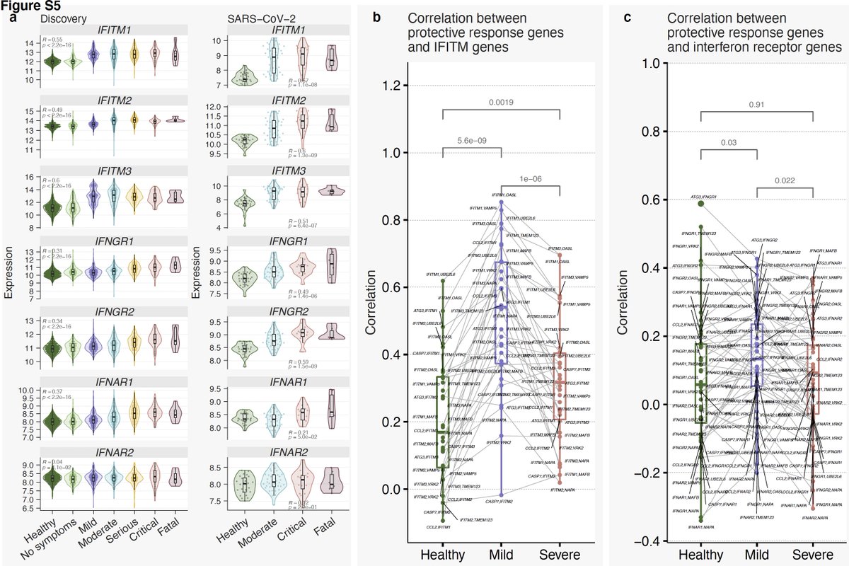 17/ Strikingly, we see decoupling between the protective response and IFN response in severe patients. Notice correlation between genes in module 3 and type I and II IFN receptors and IFITMs is much higher in patients with mild outcome than those with severe outcome.