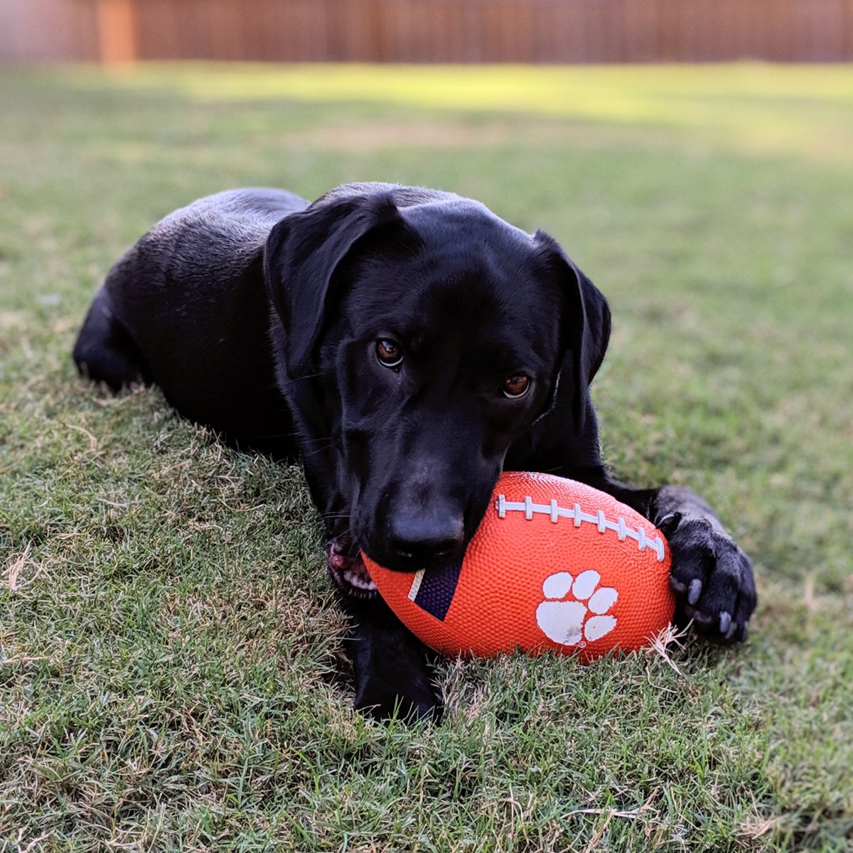 Photo of a black puppy chewing on an orange Clemson football.