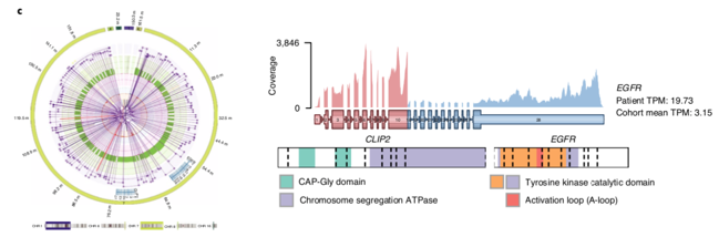 The combination of  #WGS and  #RNAseq revealed often complex patterns of SV, producing novel forms of activated gene fusions. For example, we identified a novel EGFR activating fusion, recommended 2nd gen EGFRi, having a significant and durable response. /7