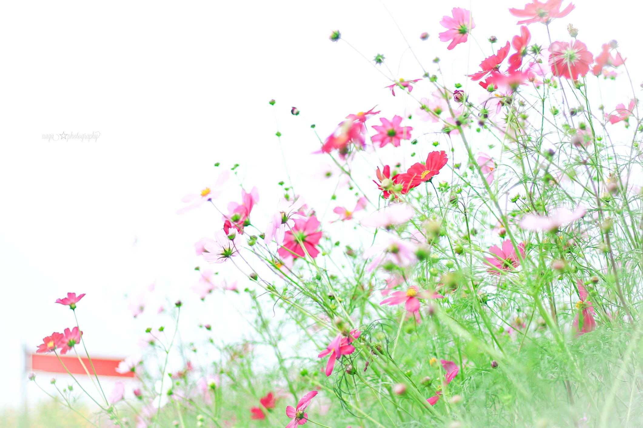 鼻高展望花の丘 Twitter Search Twitter