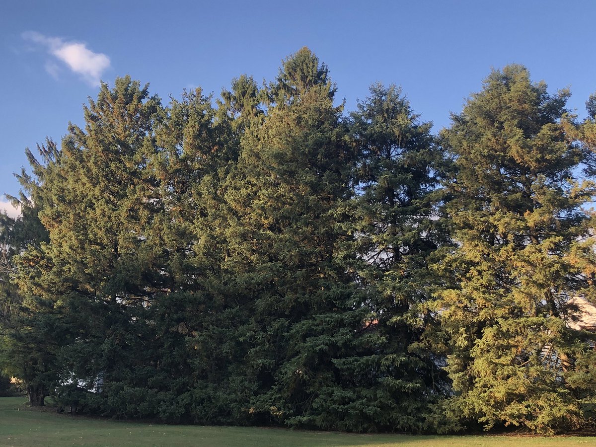 DonDiCello's tweet photo. I woke up earlier than usual, from my afternoon nap, to capture some photos of the fall foliage. Despite traveling extensively to several different vantage points, around my yard, I did not see much of a change. https://t.co/3T2AkQw0S7