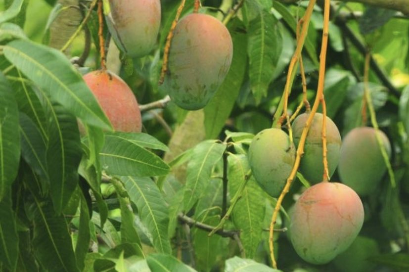 #fruitsetlegumesdeguyane
Prune de cythère Vs Mangue ❗️
Qui gagne ? 👀 
Choix 1 : Prune de cythère 
Choix 2 : Mangue