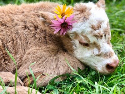 Pet_Mur's tweet photo. @velveteyesshop Ah yes please cows are one of my favorite animals ever 🐄🖤 my goal is to own a cow myself when I'm old. I just live how derpy and loving they are https://t.co/BqsmZ2FscT
