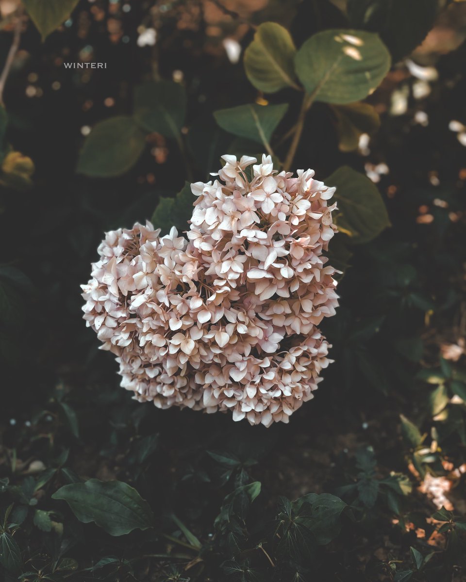 Aestheteellis's tweet photo. #Flowers #photooftheday #winteri 
————————————————— https://t.co/YknwWW3fY6