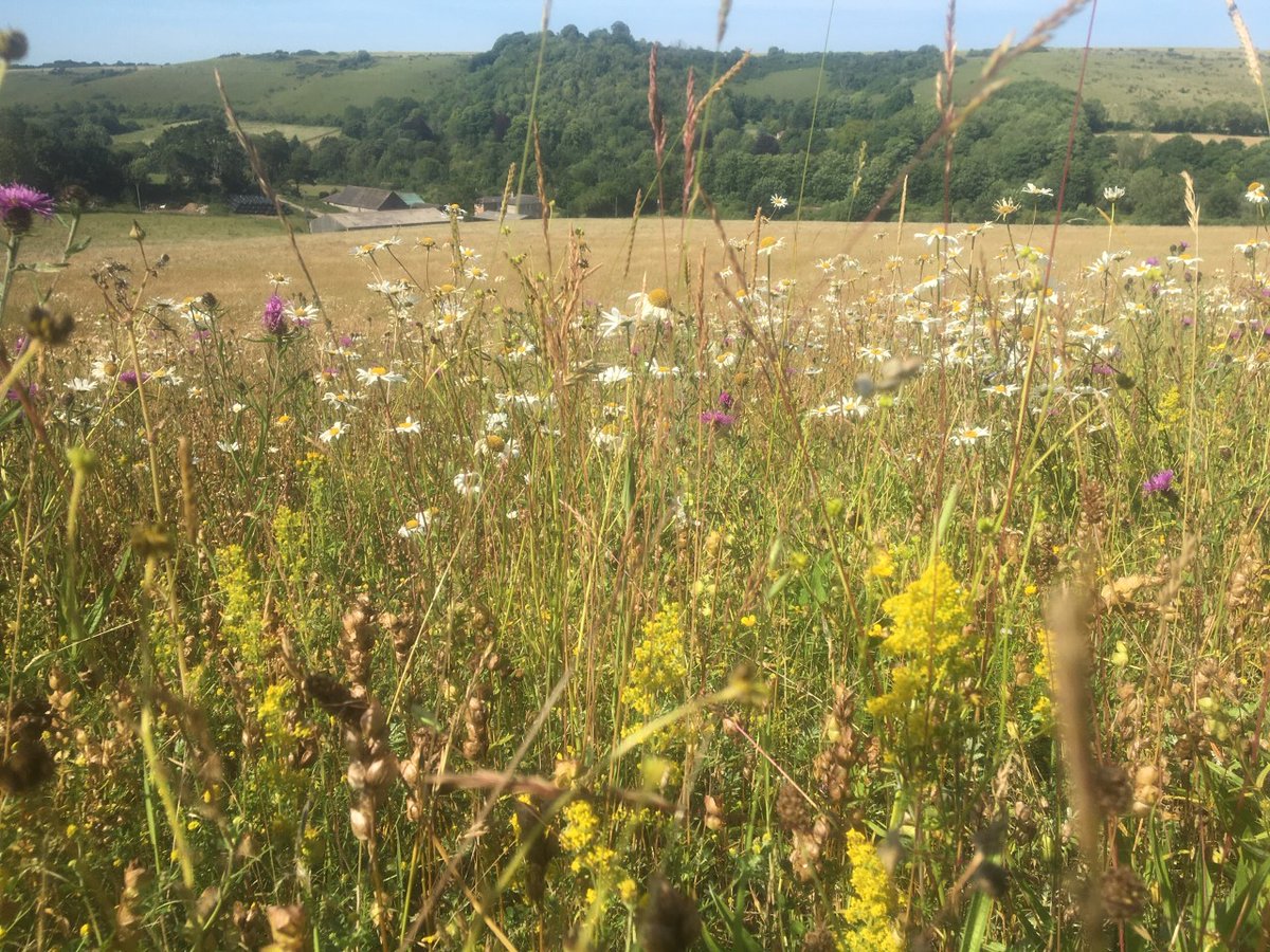 kentdowns6's tweet photo. Great to work with @mod_dio Cinque Ports Training Area on one of our project farms nr Lydden, seeding native prov' wildflower mix into this grassland this week to link with previously seeded fields &amp; chalk downland. Farms doing nature recovery👍 https://t.co/SrqUhbwduM