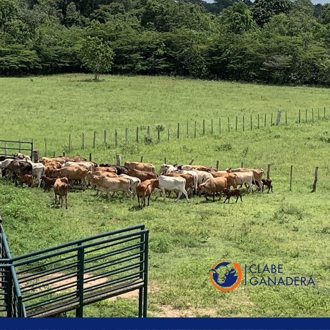 campocafeciudad tweet media