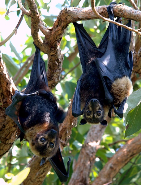 Bat Number Five is the spectacled flying fox (Pteropus conspicillatus), aka “my default answer for ‘What Animal Represents You As A Person?’”They live in Australia so they’re technically right-side-up, here