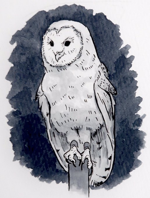 メンフクロウのtwitterイラスト検索結果