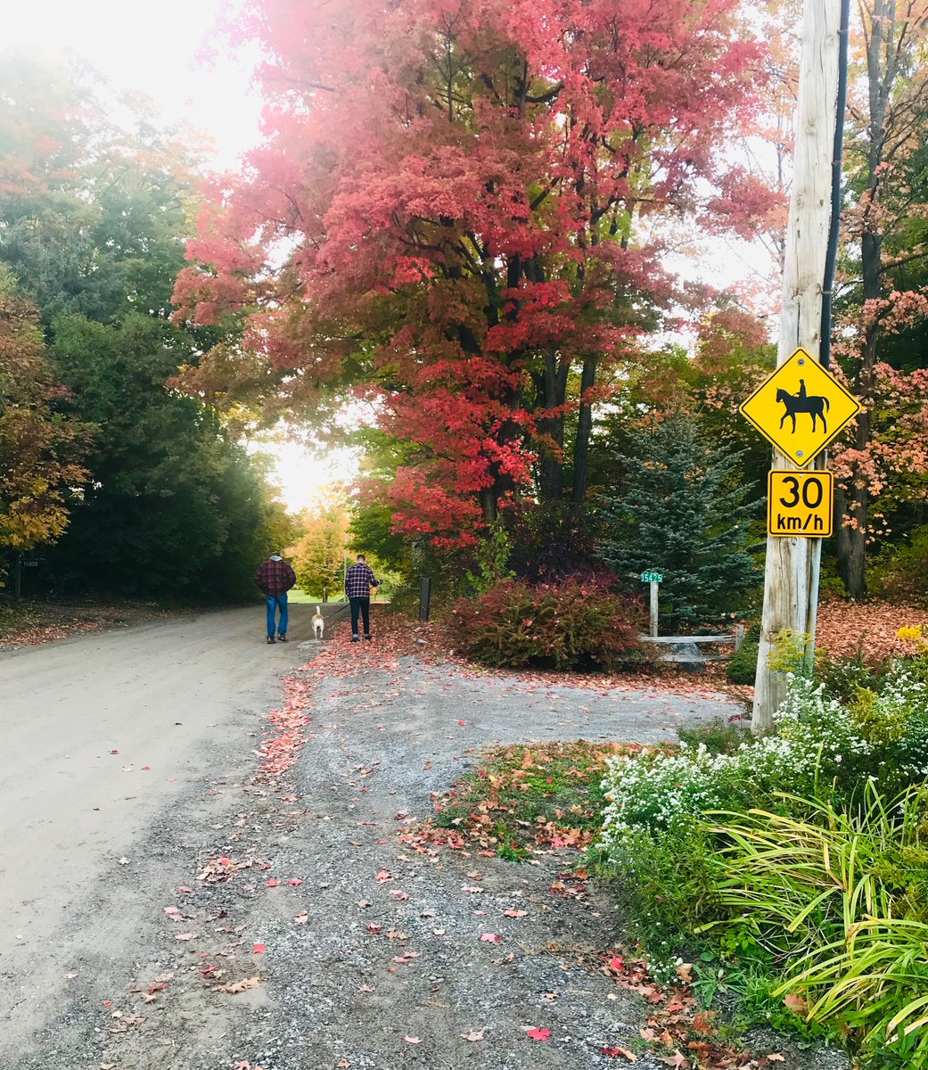 EEmberg5's tweet image. I have a new plan to help offset my exhaustion from working in a school and having to wear a mask and face shield all day: a multivitamin in the morning and a walk in the evening. #SimpleButEffective #HopeItWillHelp #NatureHeals #AutumnLeaves
