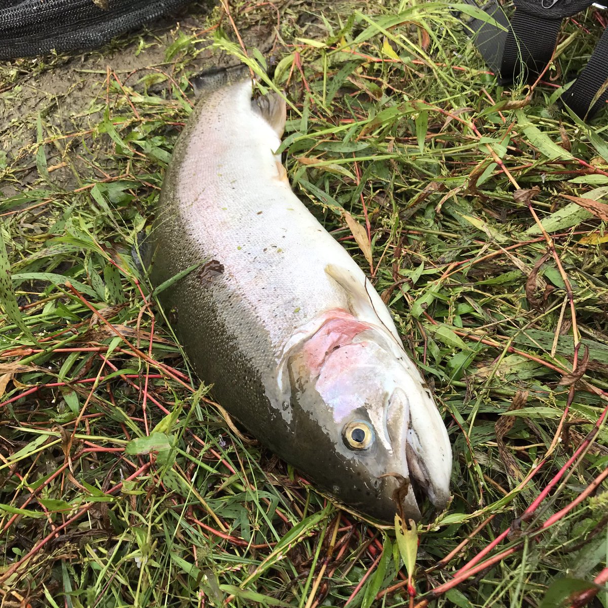 Kiryu City Life 仕事前に梅田湖で釣り なんと65cmのニジマスが釣れてしまいました 桐生川ダム 梅田湖 ニジマス ニジマス釣り 餌釣り モンスタートラウト Kiryu City Life 仕事前に梅田湖で釣り なんと65cmのニジマスが釣れてしまいました 桐生川ダム 梅田湖 ニジマス ニジマス釣り 餌釣り モンスタートラウト