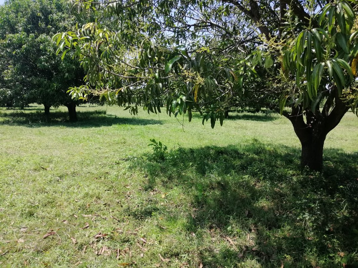 SinereIntel's tweet photo. #ChiapasProduce #ChiapasExporta #Mango #Nuevosproyectos https://t.co/DUjEtfupah