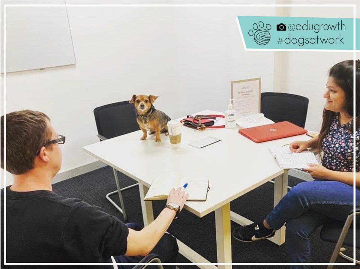 "It’s been a busy day at EduGrowth. As you can see, our Head of Biscuits, Arthur, has been chairing several important meetings."

📸: instagram.com/edugrowth