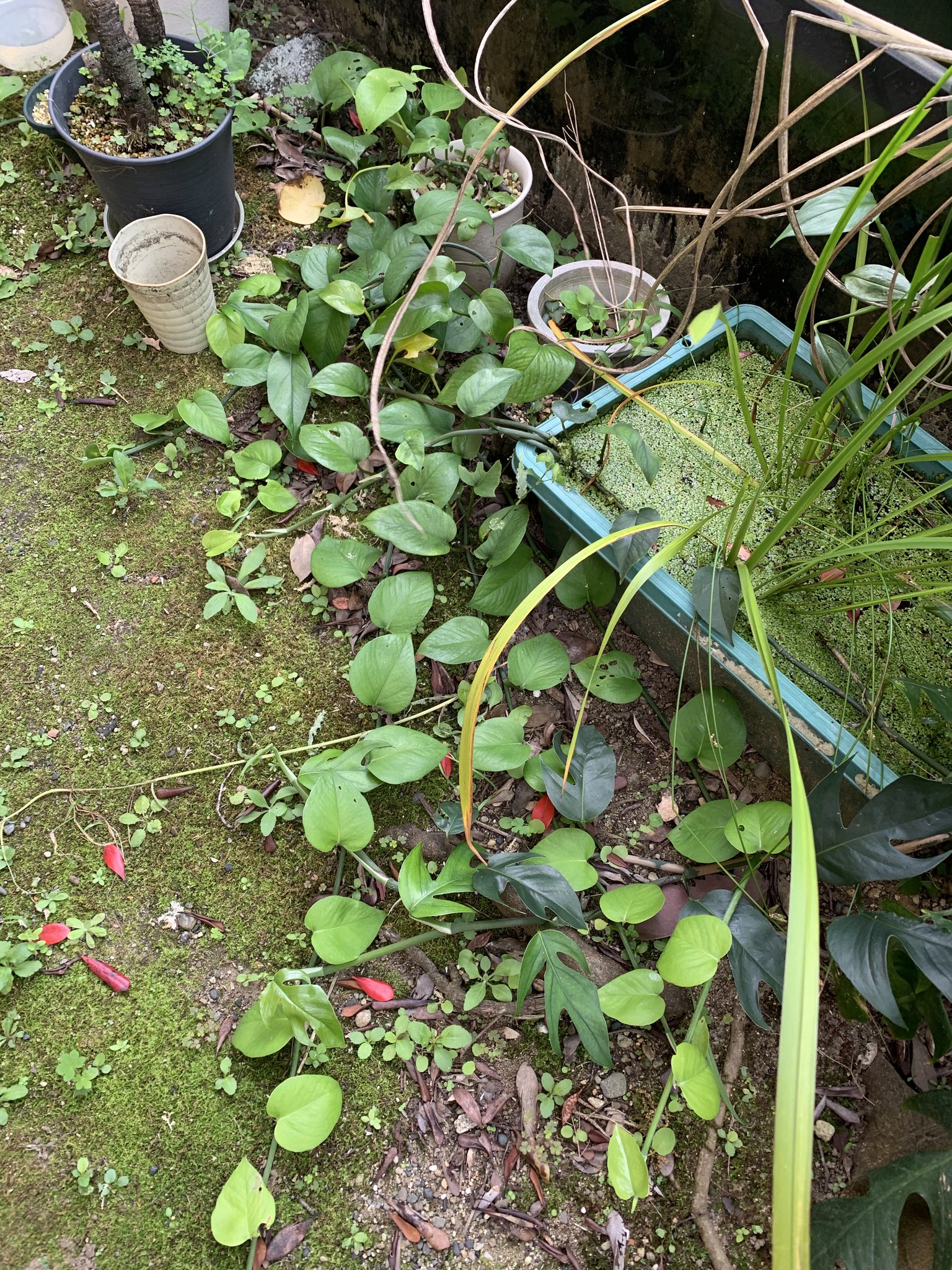 Ssg 裏庭の野良ポトスが完全に地植えの有様になった