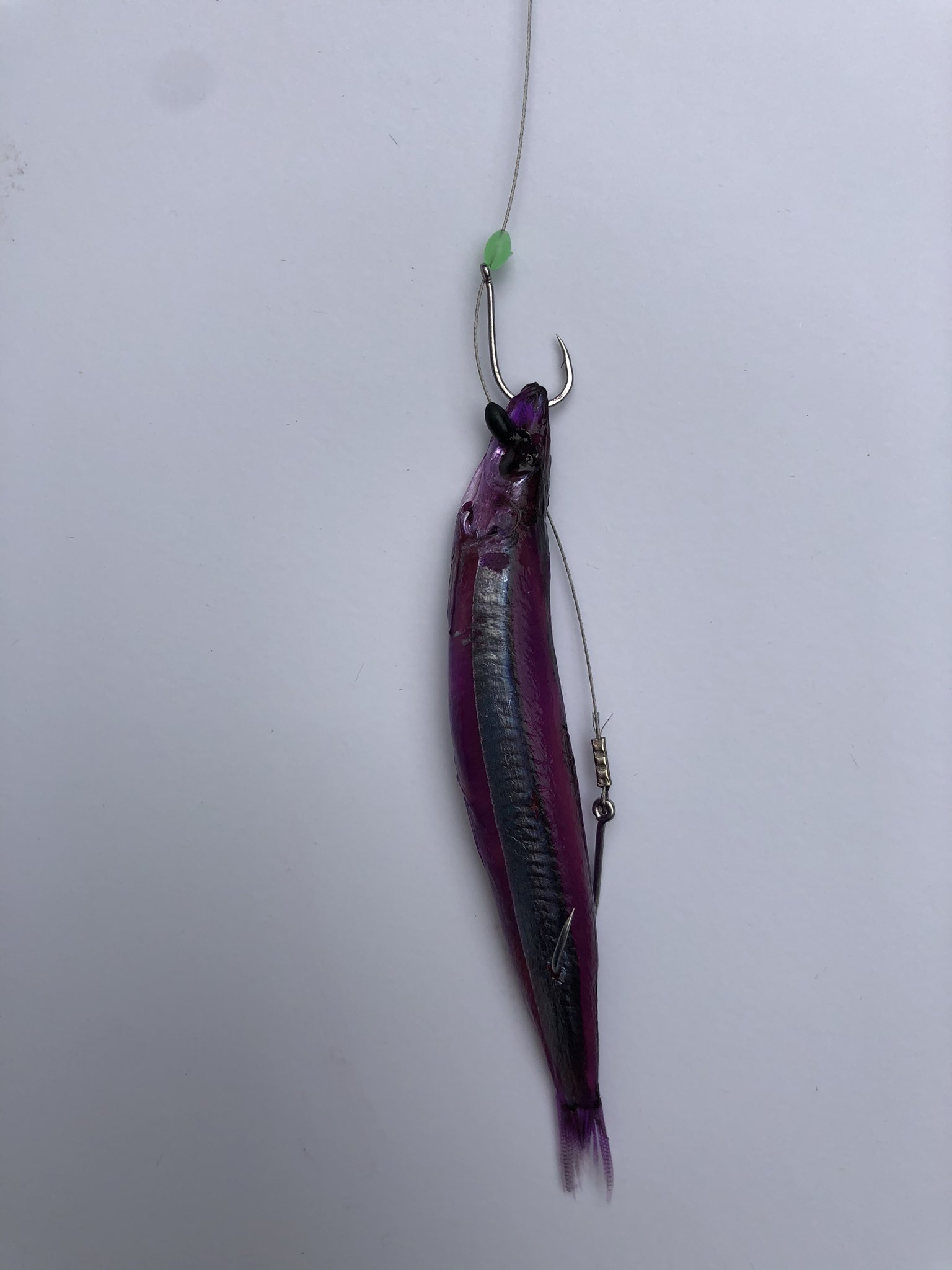 太刀魚ウキ釣り Twitter Search Twitter