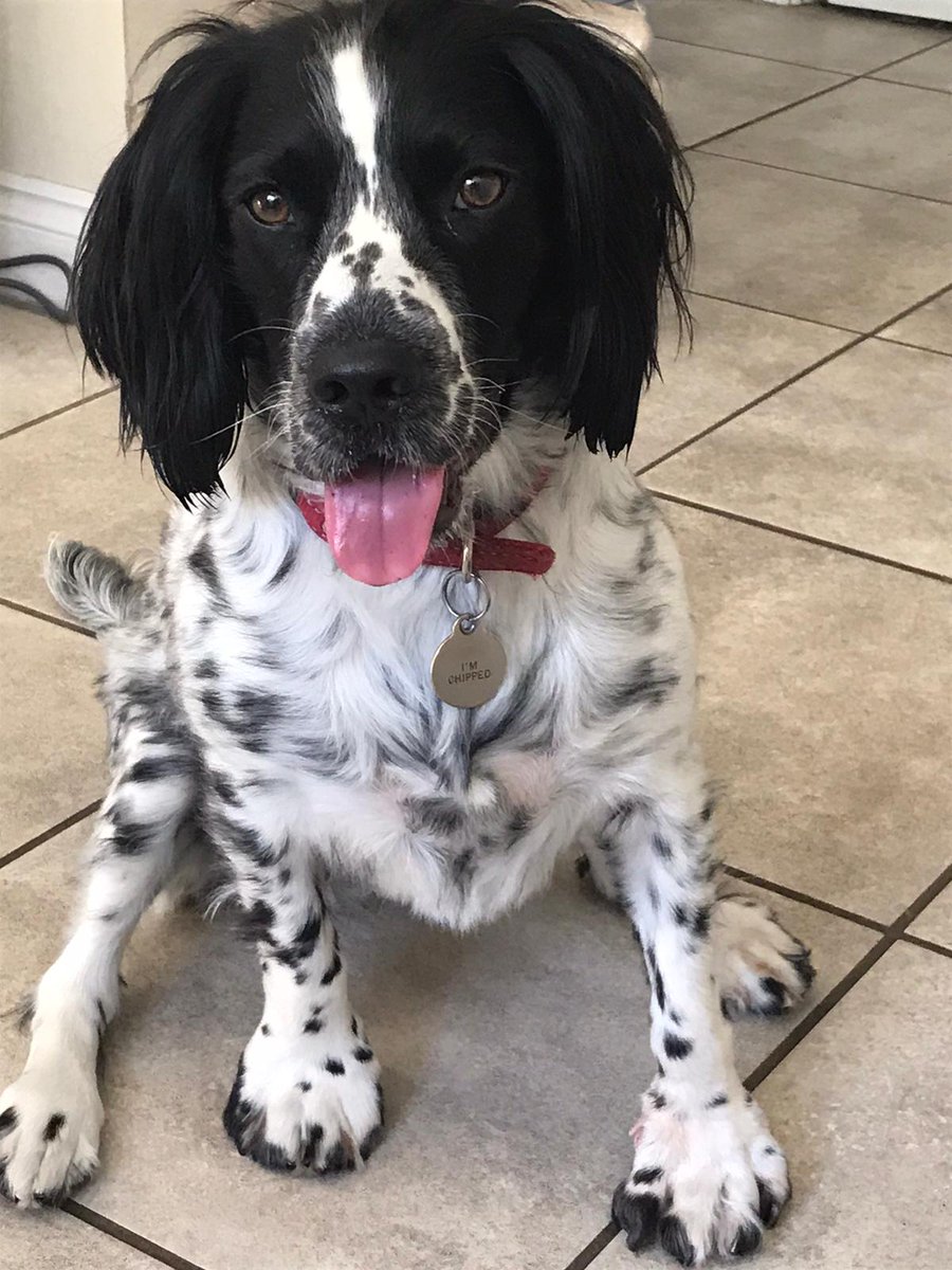 CLam145's tweet photo. @CriticalRole Here's my dog for some good vibes. Try being down with the happiest beast on the planet https://t.co/Ifrur49hHM