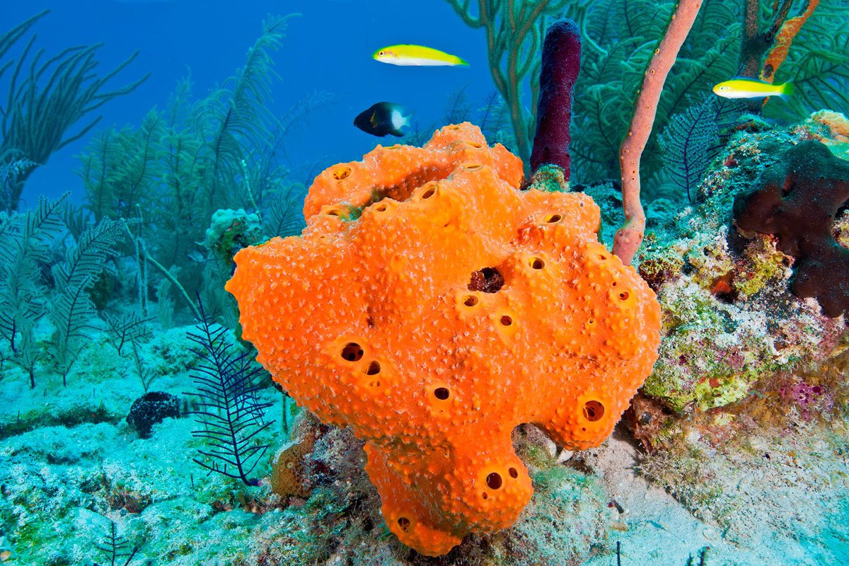 lepidopterrain's tweet photo. @glossandspit @spicypromise All I can think of when you say sponge is sea sponges. So how big is my sponge? Idk man. But it looks uncomfy to ride. https://t.co/00WF2Ymruq