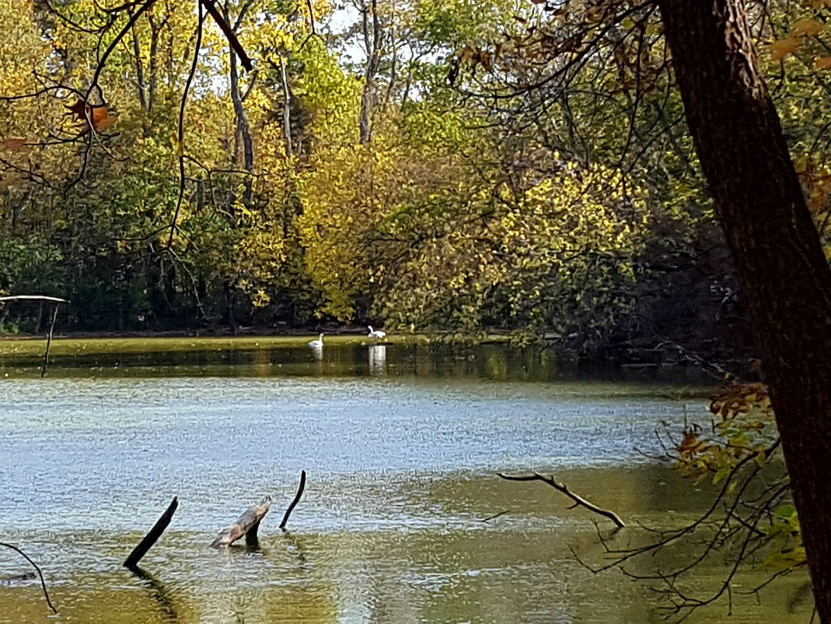 5th graders observed swans on our hike today.  #teachoutdoorsminnesota