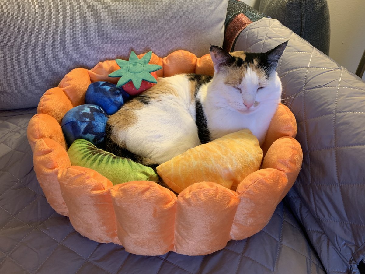 parfait cat bed
