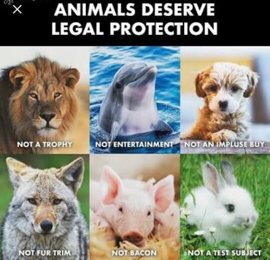 Animals are not for trophy hunting, 🔫 not for entertainment 🎊 , for for buying, 💰 not for fur , not for bacon, 🍖 not for test.....they all deserve to be loved 😍 😍.. 

Like ,share and retweet... If you agree ...