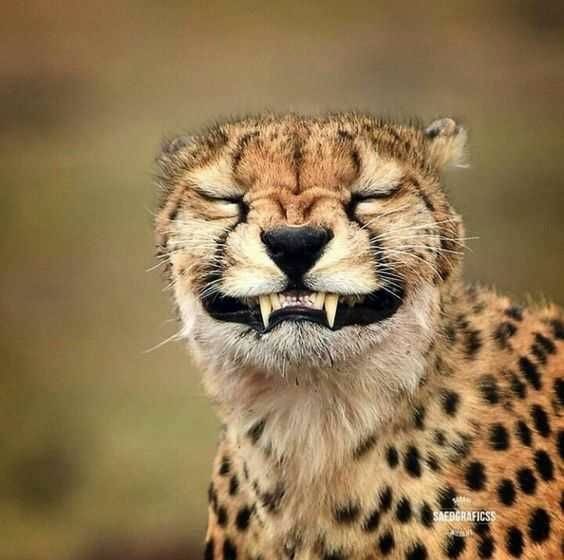 Good morning to all you dear friends have a wonderful safe day stay positive keep warm be kind and always wear a smile hugs 😊🤗💞🙏🙏🙏☕️☕️☕️☕️☕️☕️☕️☕️☕️☕️🍰🍰🍰🍰🐶😻🐶😻🐶😻😷😷😷😷🍂🍂🍂🍂🥰🥰🥰🥰🥰🥰🥰🥰🥰🥰