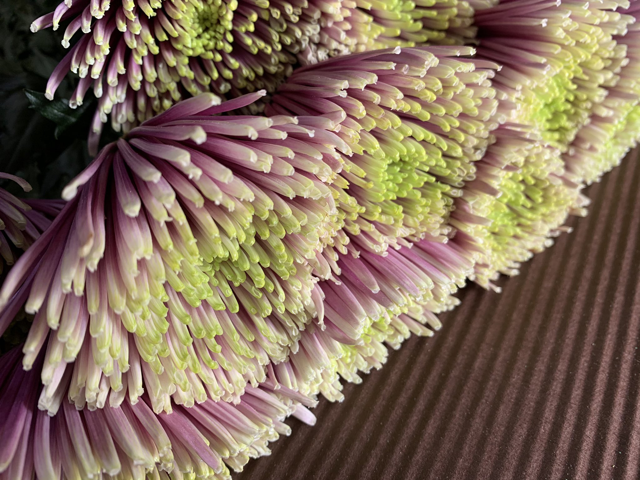 石田花店 アナスタシア ヘッジホッグです 黄色 濃いめのピンクのグラデーション 横から見るとおかっぱ髪みたいでかわいい アナスタシア 花言葉 高貴 高潔 石田花店 Tel 072 675 0338 高槻 高槻市 たかつきdays 高槻花屋 高槻市花屋 高槻