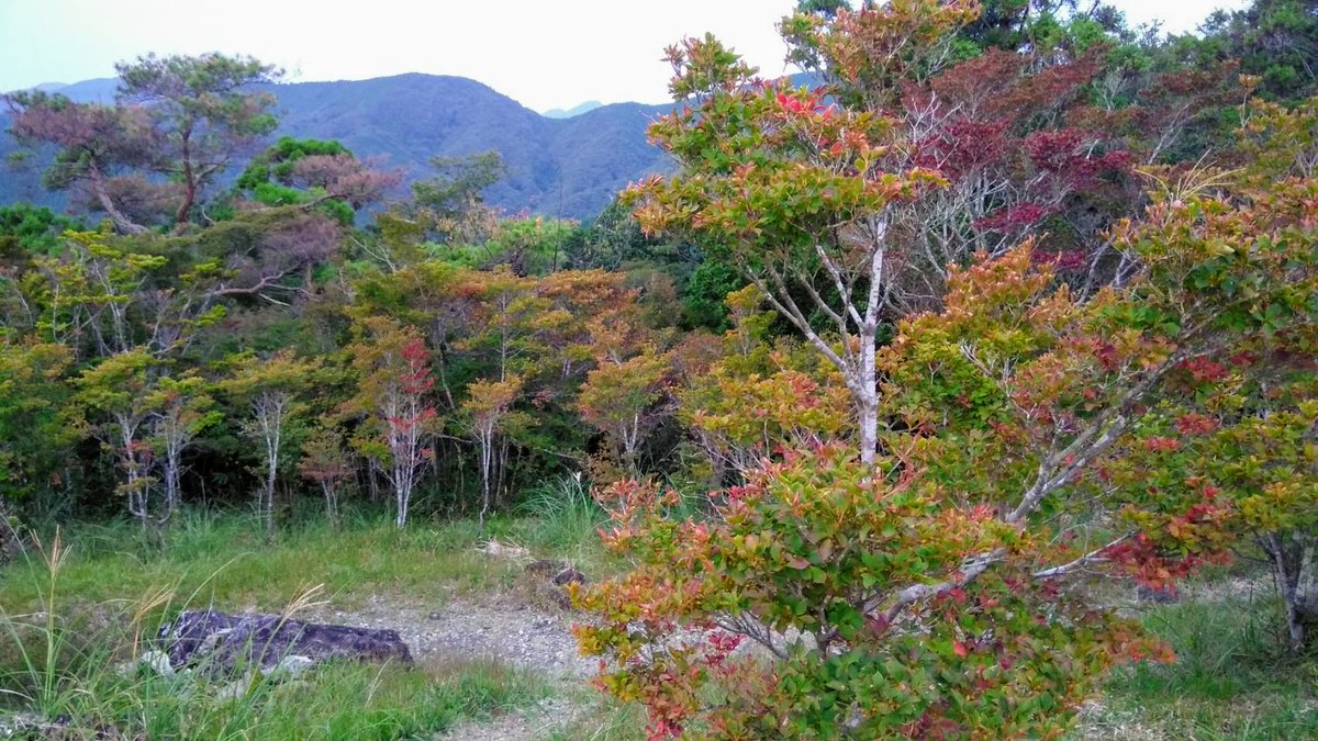 千葉山の #ハイキングコース 内に群生する
ドウダンツツジが少~しづつですが
色付き始めました🍁
#ドウダンツツジ の葉は
秋になると真っ赤に染まり
葉が密集した枝姿はとても艶やかで、
春に見る可憐さとは違う姿を見せてくれます☺
例年の見頃は11月ですが令和2年は少し早まるかも⁉
#島田市 #千葉山 https://t.co/ho6wqniAvV